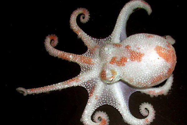 Kraken актуальное